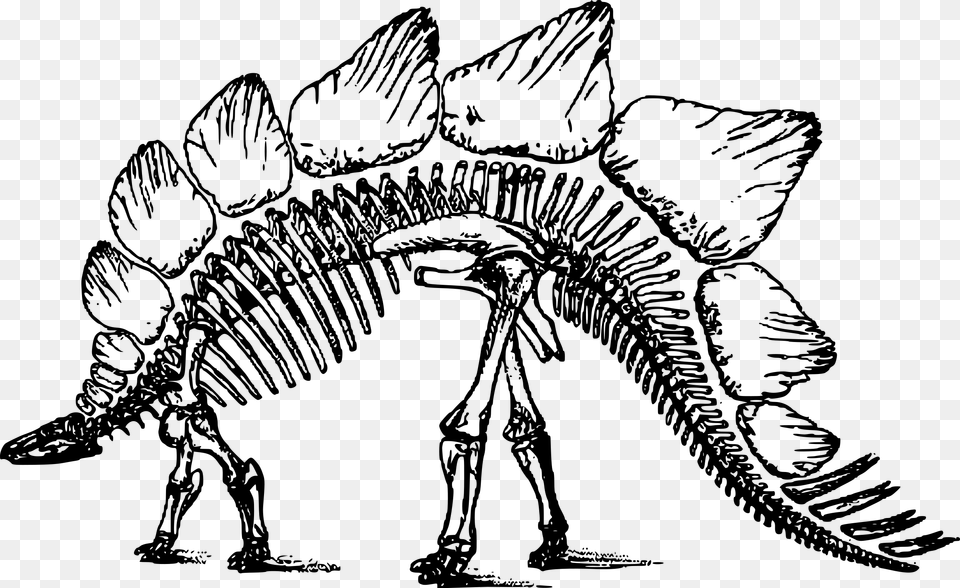 Spinosaurus Clipart Dinosaur Skeleton, Gray Free Transparent Png