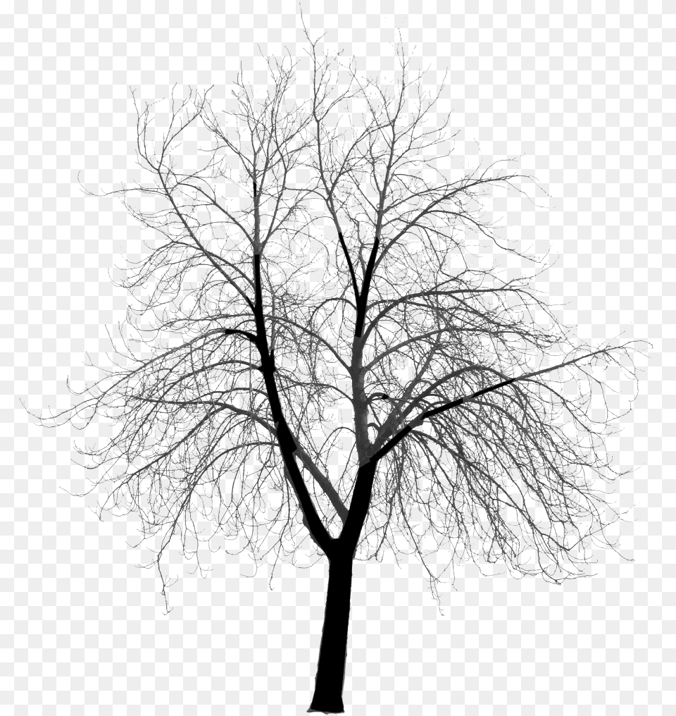 Transparent Spooky Forest Dead Tree Silhouette, Weather, Snow, Outdoors, Nature Png