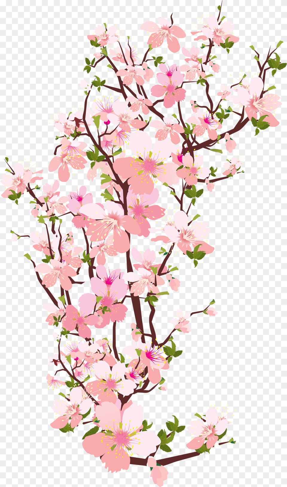 Transparent Spring Blossom U0026 Clipart Free Transparent Background Cherry Blossom Clipart, Flower, Plant, Art, Floral Design Png