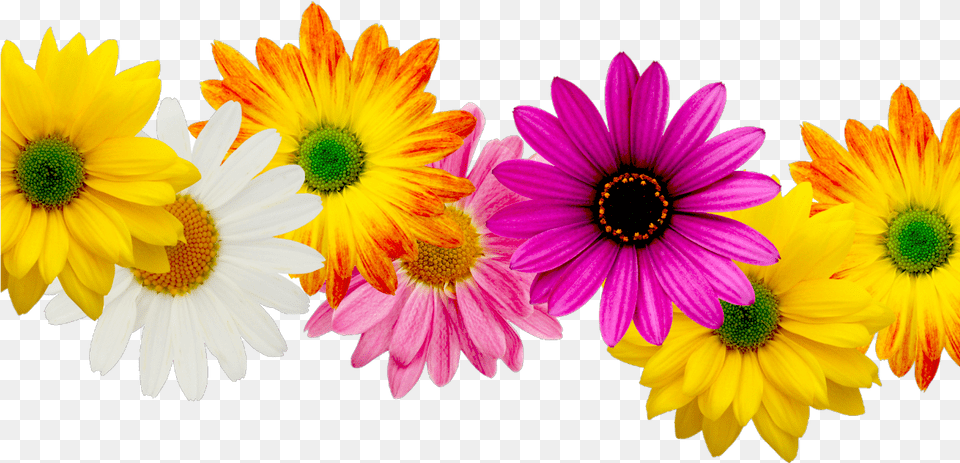 Spring Border Spring Flower Border, Daisy, Plant, Petal, Anemone Free Transparent Png