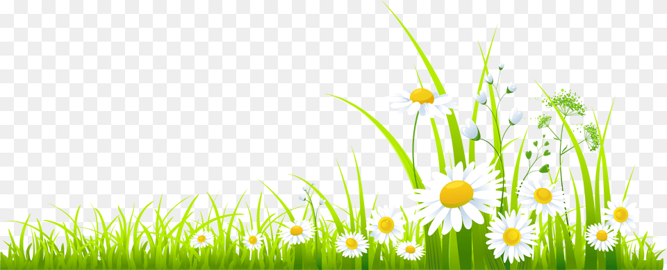 Transparent Spring Clipart, Daisy, Flower, Grass, Green Png Image