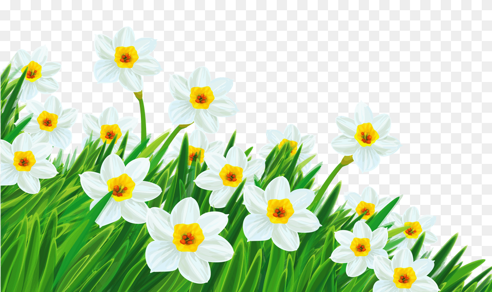 Transparent Spring Cliparts, Daffodil, Flower, Plant, Daisy Png