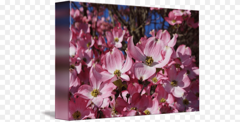 Transparent Spring Dogwood Tree Flowering Dogwood, Flower, Geranium, Petal, Plant Free Png Download