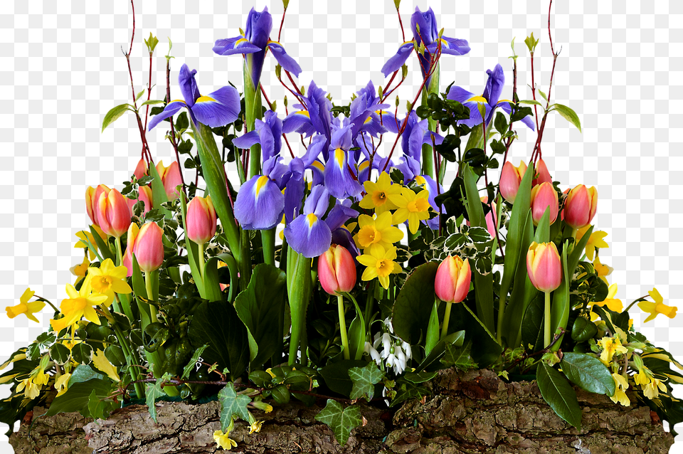 Transparent Spring Flowers, Flower, Flower Arrangement, Flower Bouquet, Iris Free Png