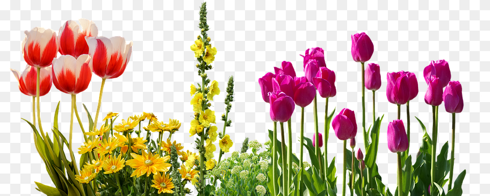 Transparent Spring Flowers Clipart Download Flower Bed Transparent, Plant, Flower Arrangement, Petal, Tulip Png