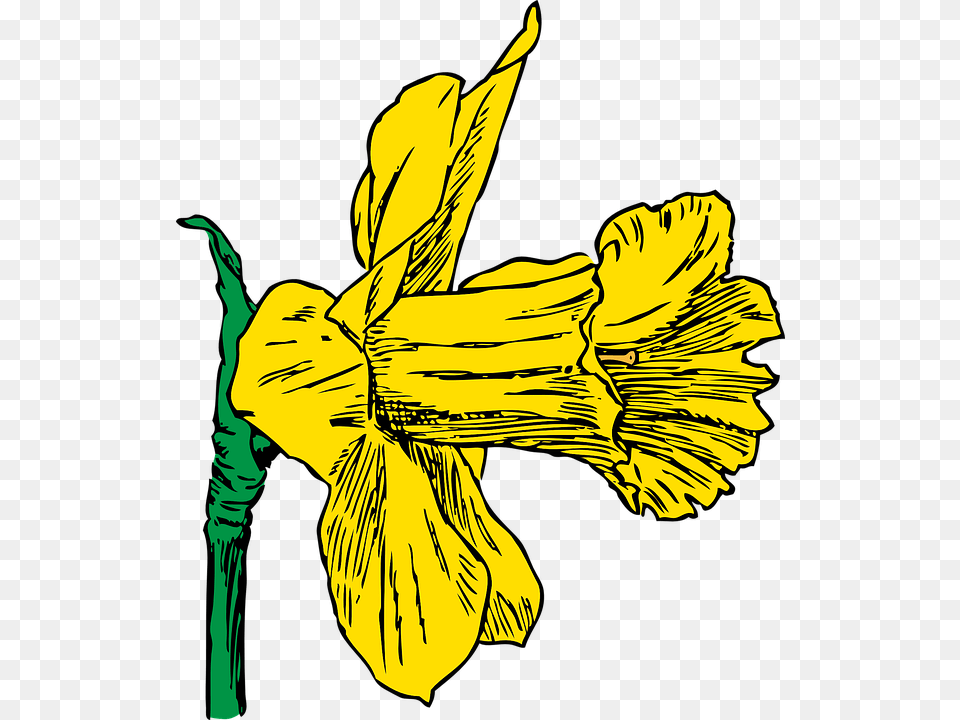 Spring Season Clipart Daffodil Clip Art, Plant, Flower, Iris, Adult Free Transparent Png
