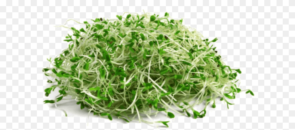 Transparent Sprout Clipart Alfalfa, Plant, Bean Sprout, Food, Produce Free Png