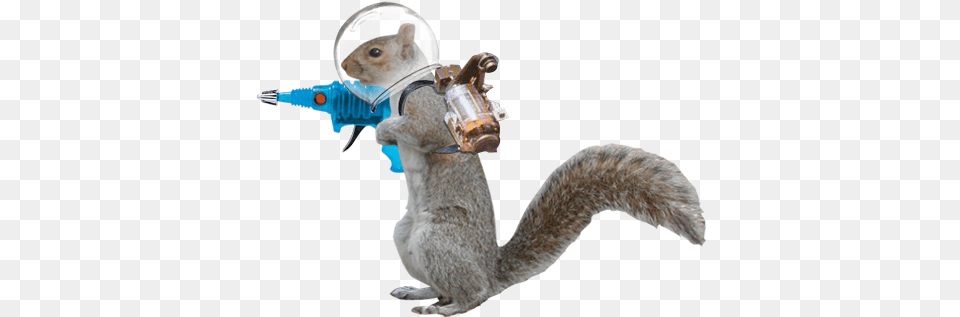 Transparent Squirrel, Animal, Mammal, Rat, Rodent Png Image