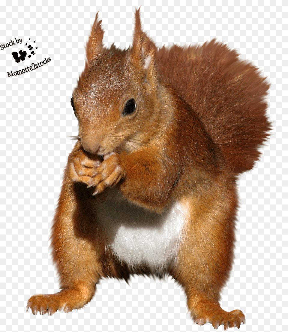 Squirrel Clipart Red Squirrel Cut Out, Animal, Mammal, Rodent, Rat Free Transparent Png