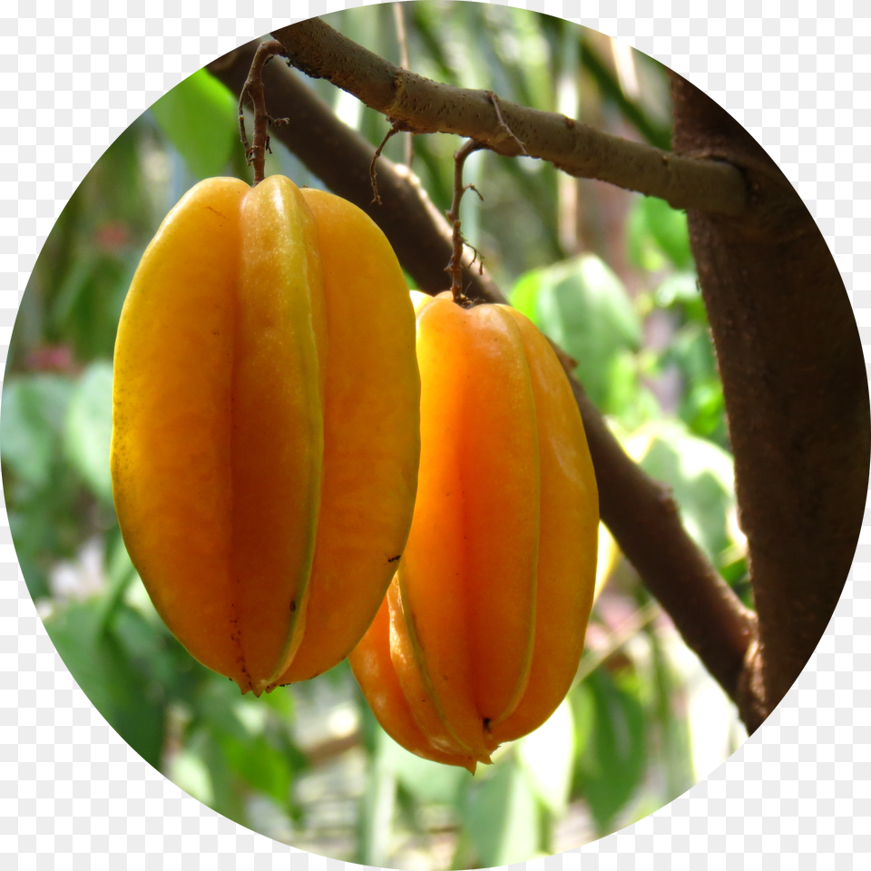 Transparent Star Fruit Star Fruit On The Tree Free Png