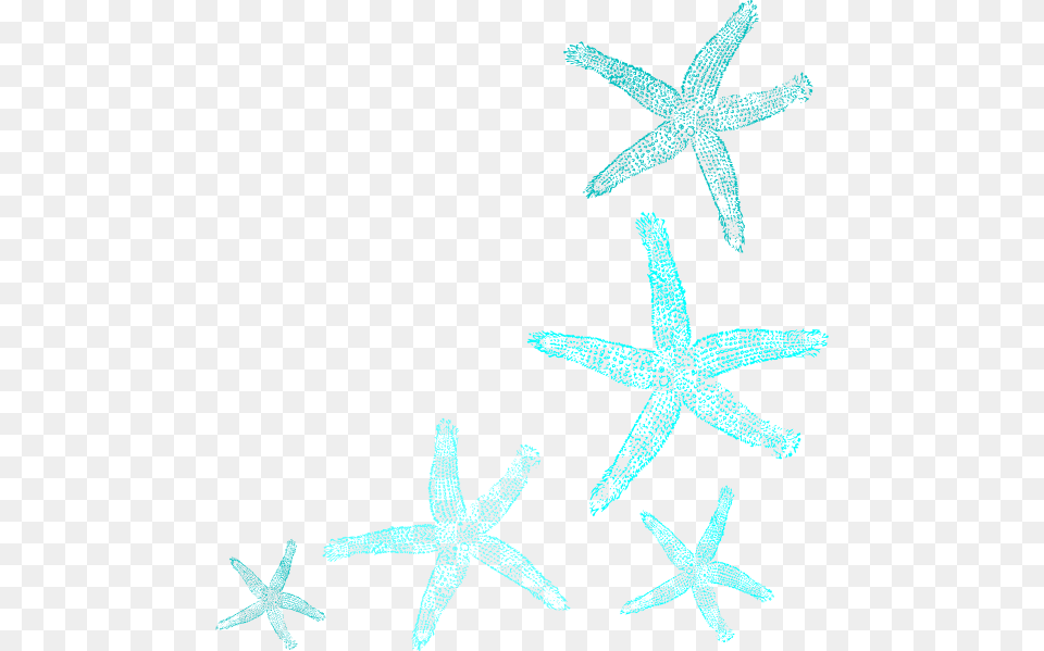 Starfish, Animal, Invertebrate, Sea Life Free Transparent Png