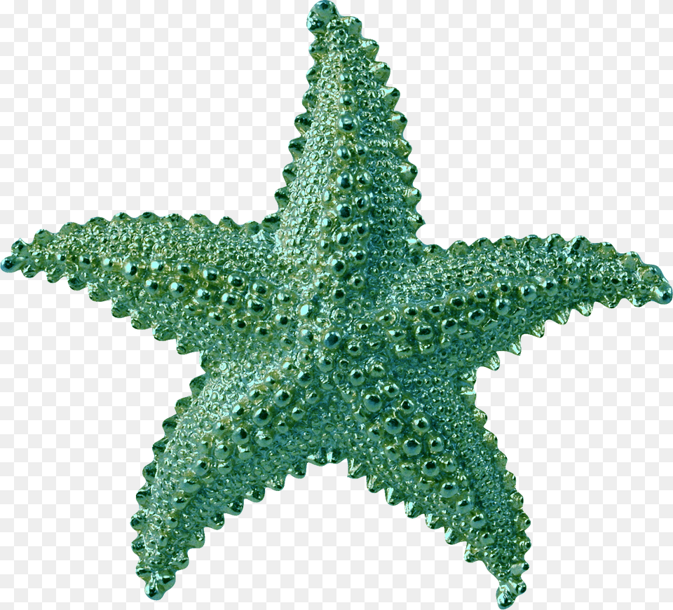Transparent Starfish, Plant, Animal, Sea Life, Invertebrate Free Png Download