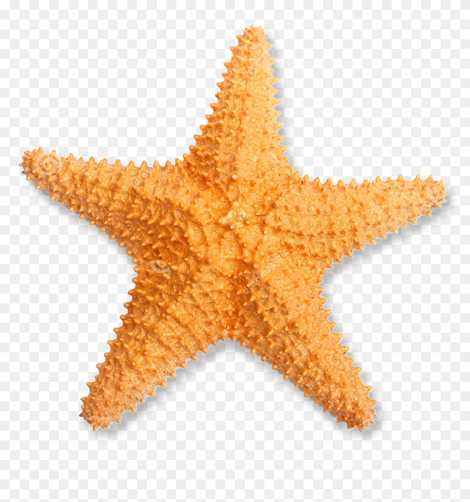 Transparent Starfish Real Starfish Transparent, Animal, Sea Life, Invertebrate, Bird Png