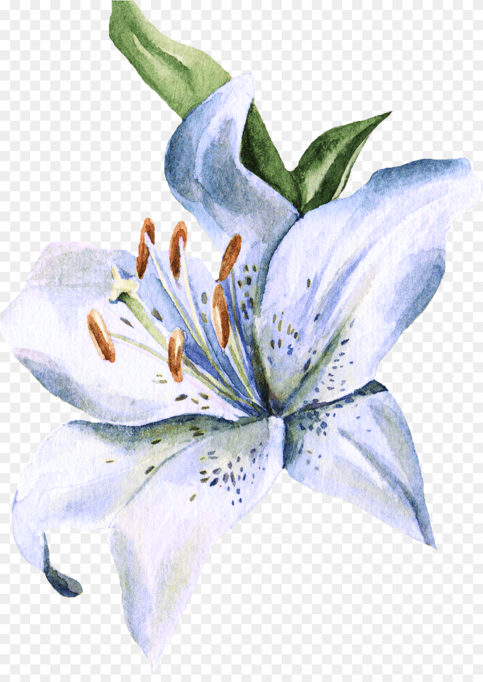 Transparent Stargazer Lily Clipart Lily Flower Watercolor Painting, Anther, Plant, Petal Free Png Download