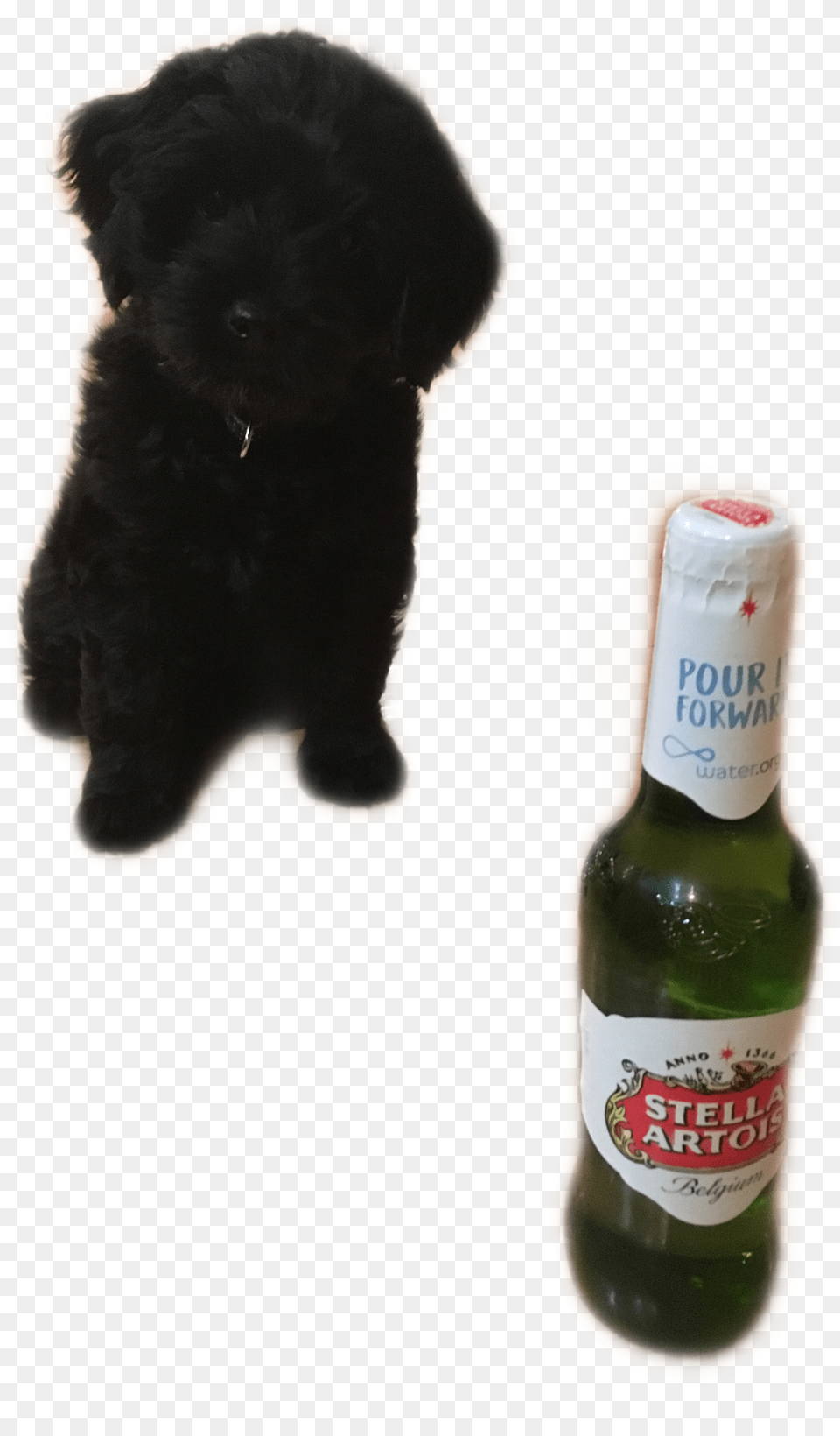 Transparent Stella Beer Beer Bottle, Alcohol, Beer Bottle, Beverage, Liquor Free Png Download