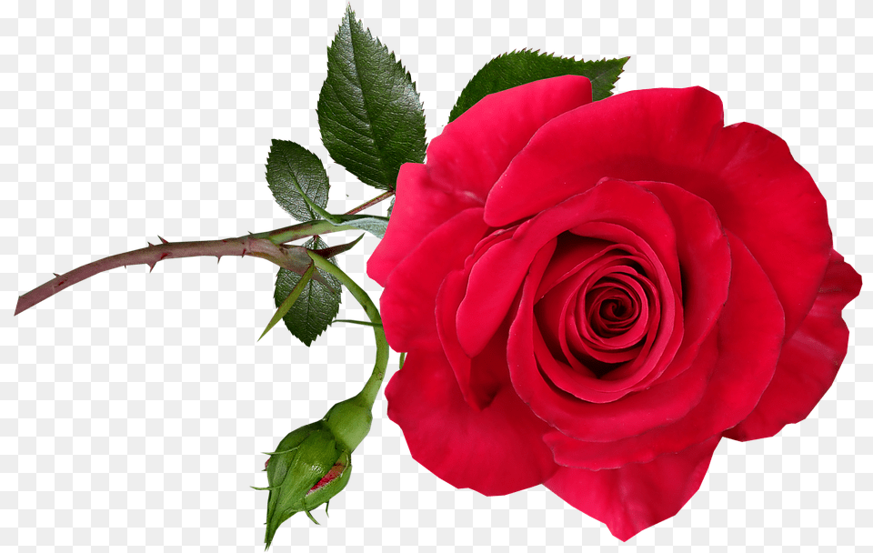 Transparent Stem Garden Roses, Flower, Plant, Rose, Petal Free Png Download