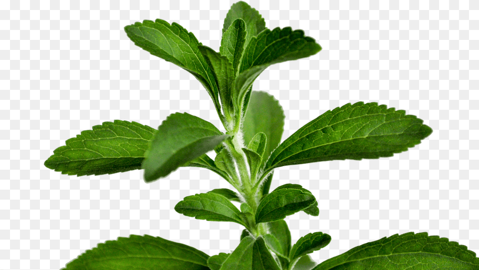 Transparent Stevia Stevia Leaf, Herbal, Herbs, Mint, Plant Png Image