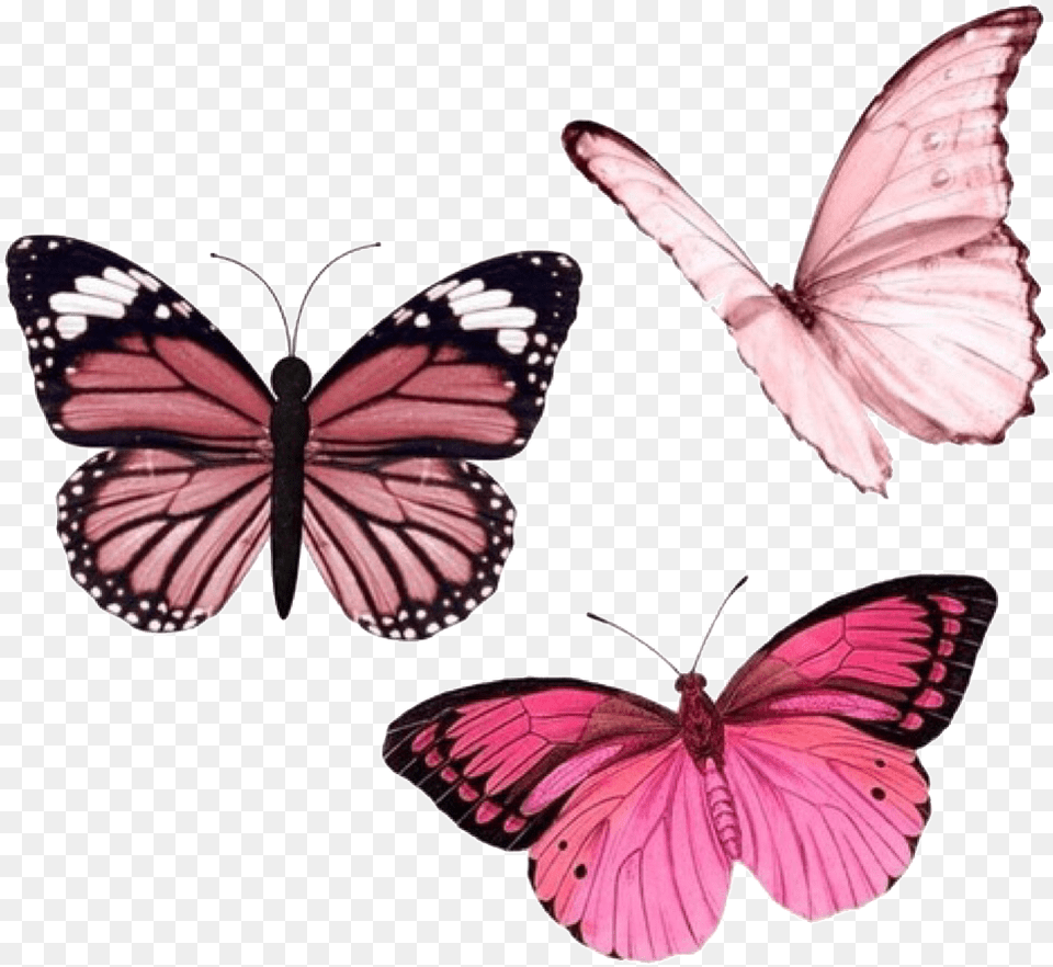Transparent Sticker By Purple Aesthetic Stickers, Animal, Butterfly, Insect, Invertebrate Free Png Download