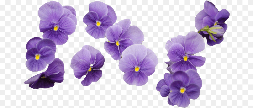 Sticker Overlay Tumblr Aesthetic Purple Flower, Plant, Geranium, Pansy Free Transparent Png