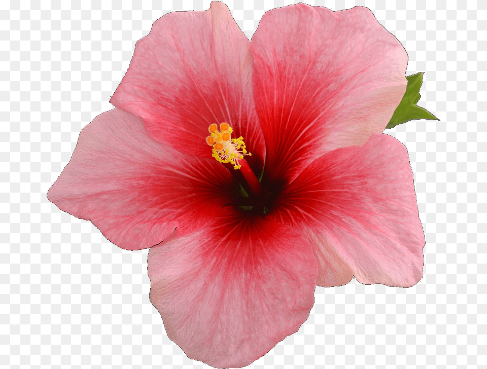 Transparent Sticker Overlay Tumblr Single Hibiscus Flower On A Black Background, Plant, Rose Png