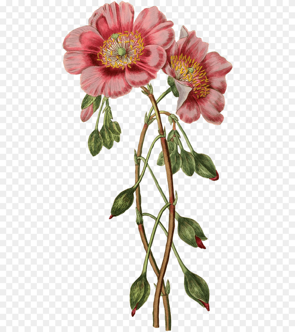 Stickpng Nature Vintage Flower Illustration, Anemone, Anther, Geranium, Petal Free Transparent Png