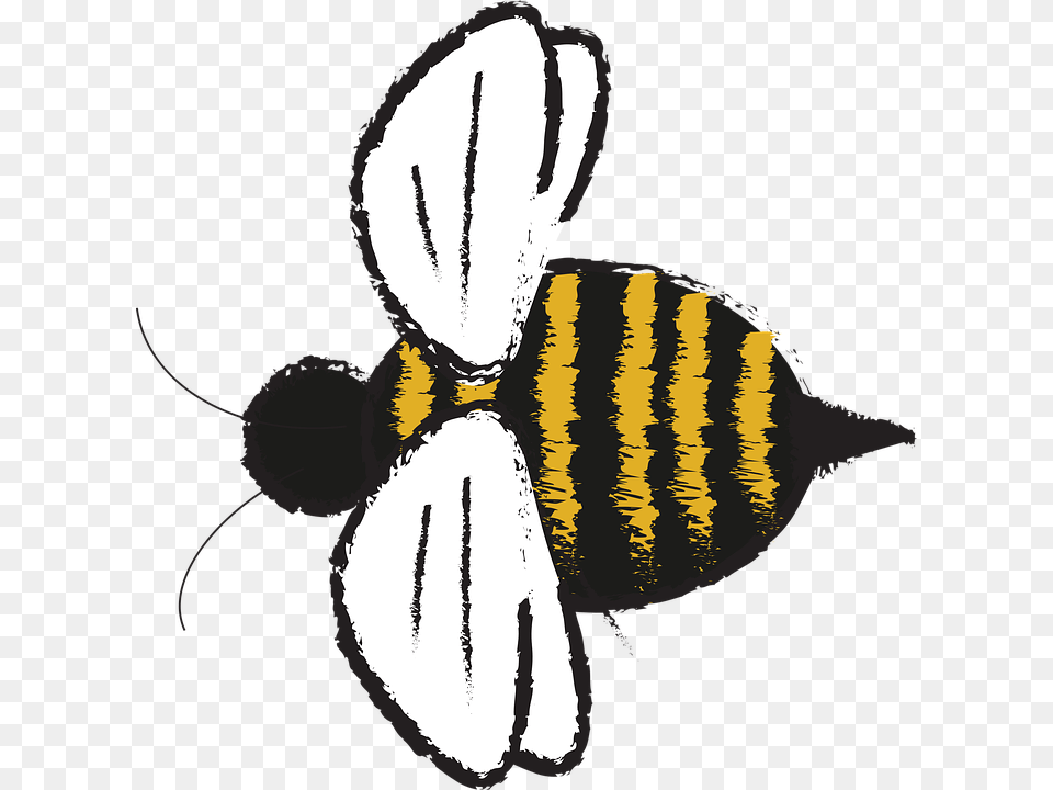 Transparent Sting Bee, Animal, Invertebrate, Insect, Wasp Free Png