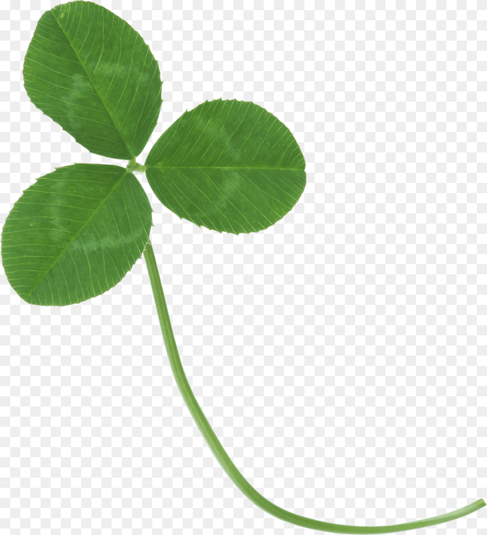 Transparent Stock Clover Transparent Klever, Leaf, Plant Free Png Download