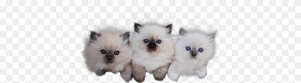 Transparent Stock Royal City Ragdolls Cattery In Guelph Ragdoll, Animal, Cat, Kitten, Mammal Png