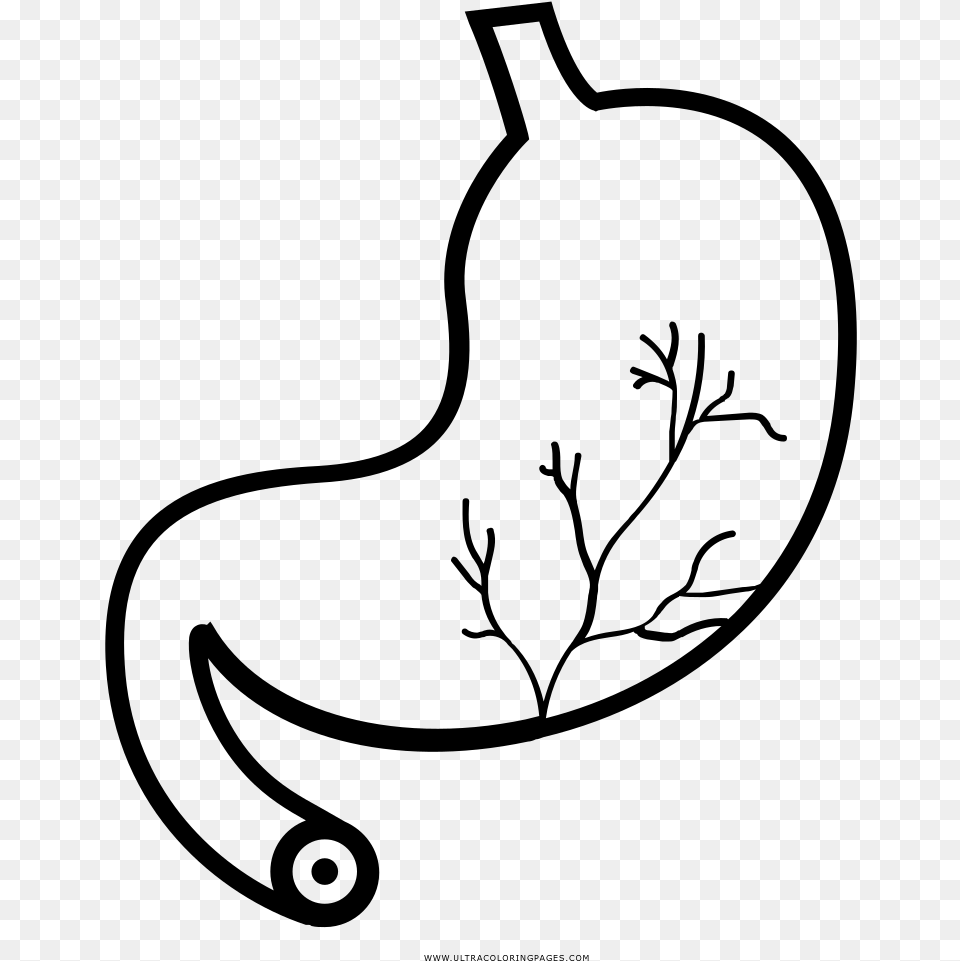 Transparent Stomach Estomago Humano Para Colorear, Gray Png