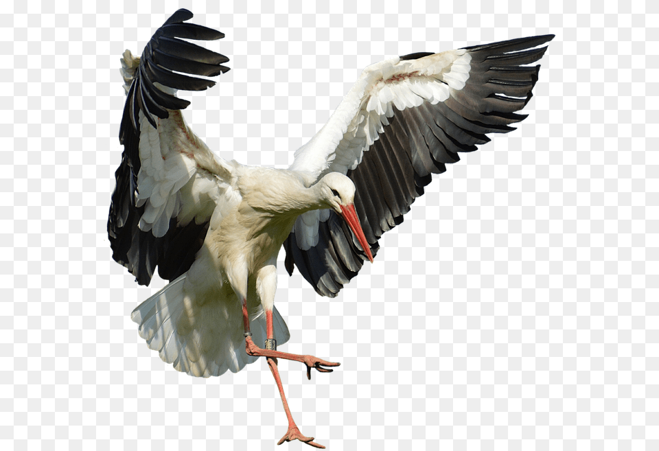 Transparent Stork Elegant Feather Fly Stork, Animal, Bird, Waterfowl Free Png Download