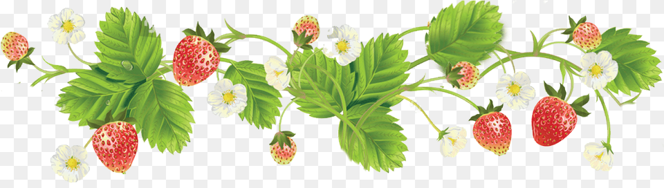 Strawberry Clipart Strawberries Plant Clipart Border, Berry, Food, Fruit, Produce Free Transparent Png