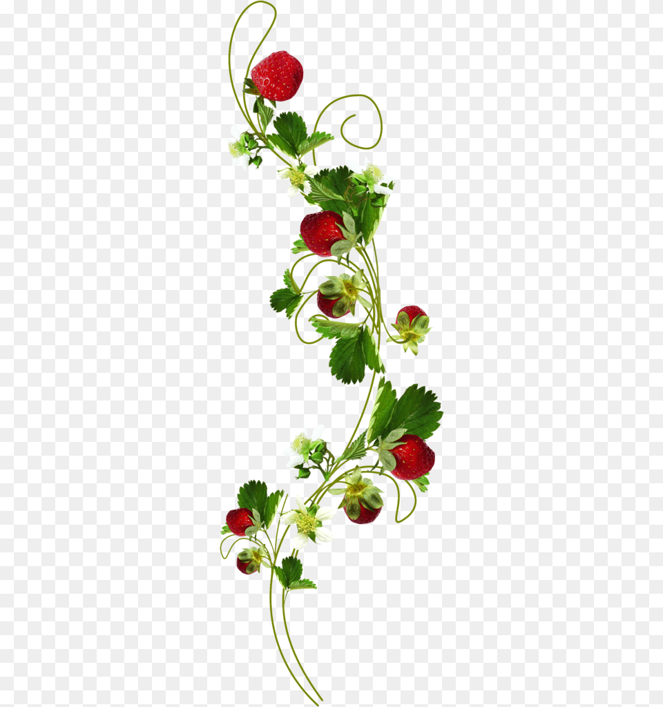 Transparent Strawberry Plant Botanical Strawberry Plant Illustration, Berry, Food, Fruit, Produce Png