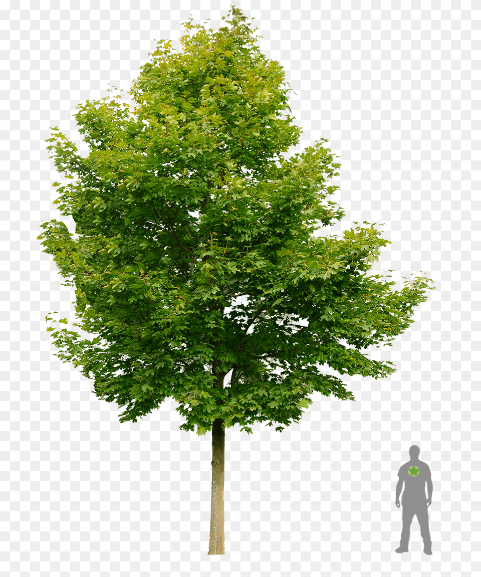 Transparent Street Tree Avocado Tree Transparent, Maple, Plant, Leaf, Person Png Image