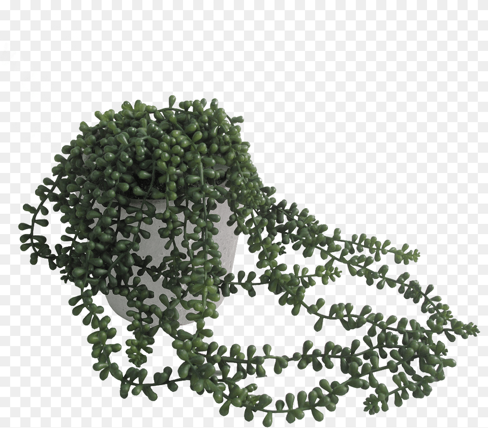 String Of Pearls Clipart Trailing Plant In Pot, Green, Vine, Potted Plant, Leaf Free Transparent Png