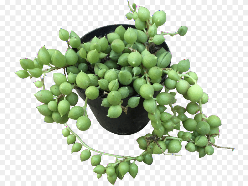 Transparent String Of Pearls Seedless Fruit, Food, Grapes, Plant, Produce Free Png Download