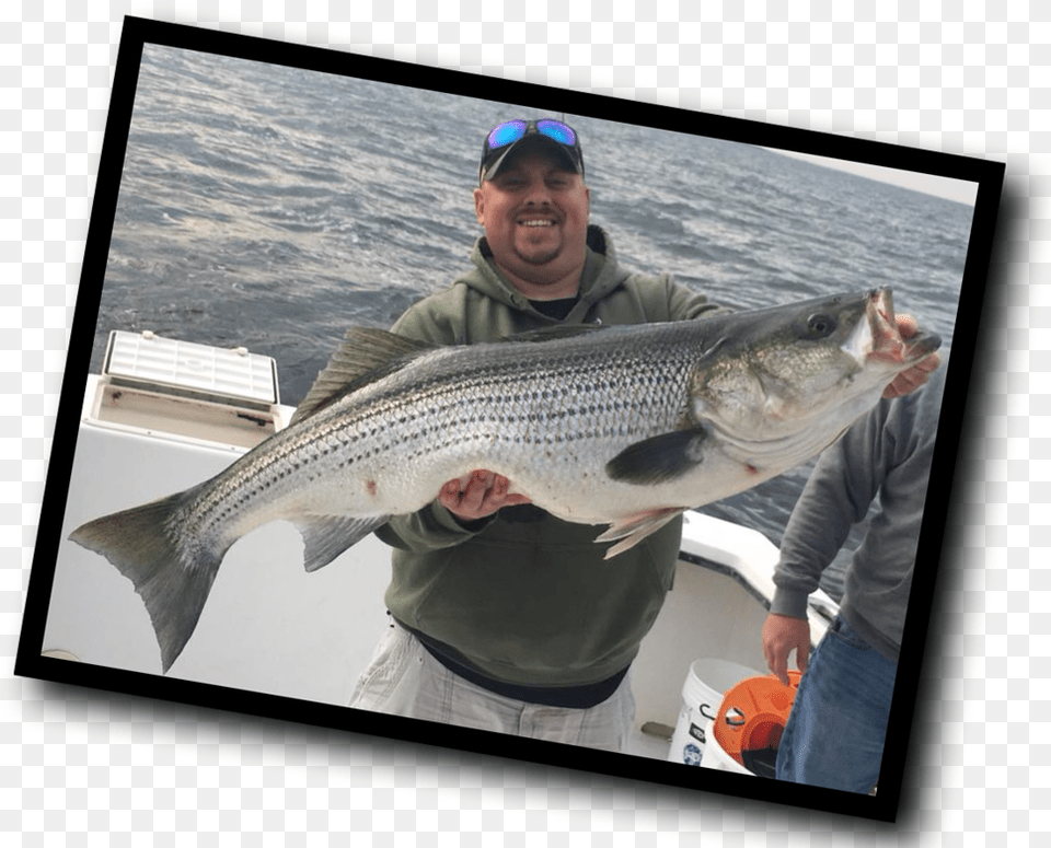 Transparent Striper Pull Fish Out Of Water, Animal, Sea Life, Photography, Person Free Png