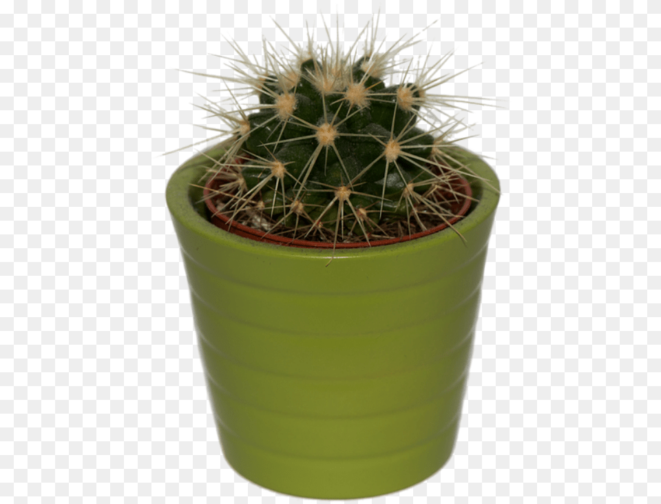 Transparent Succulent Clipart House Plant Polyvore, Cactus Png Image