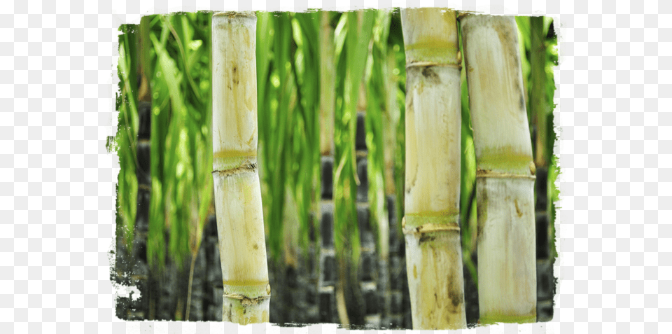 Sugarcane Sugar Cane, Bamboo, Plant Free Transparent Png