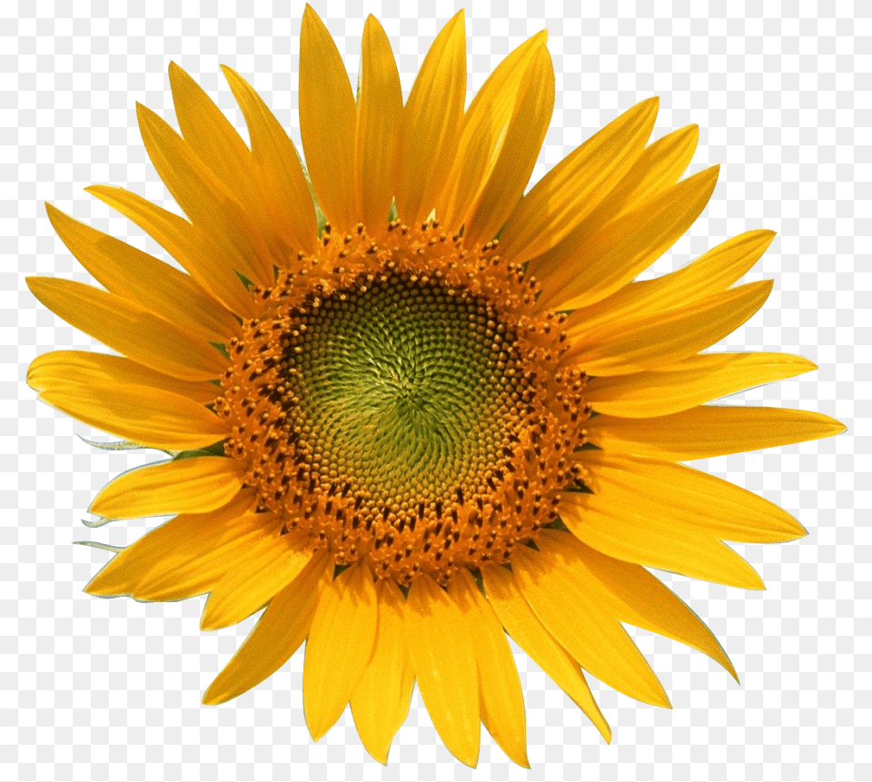 Transparent Sun Flower, Plant, Sunflower Free Png