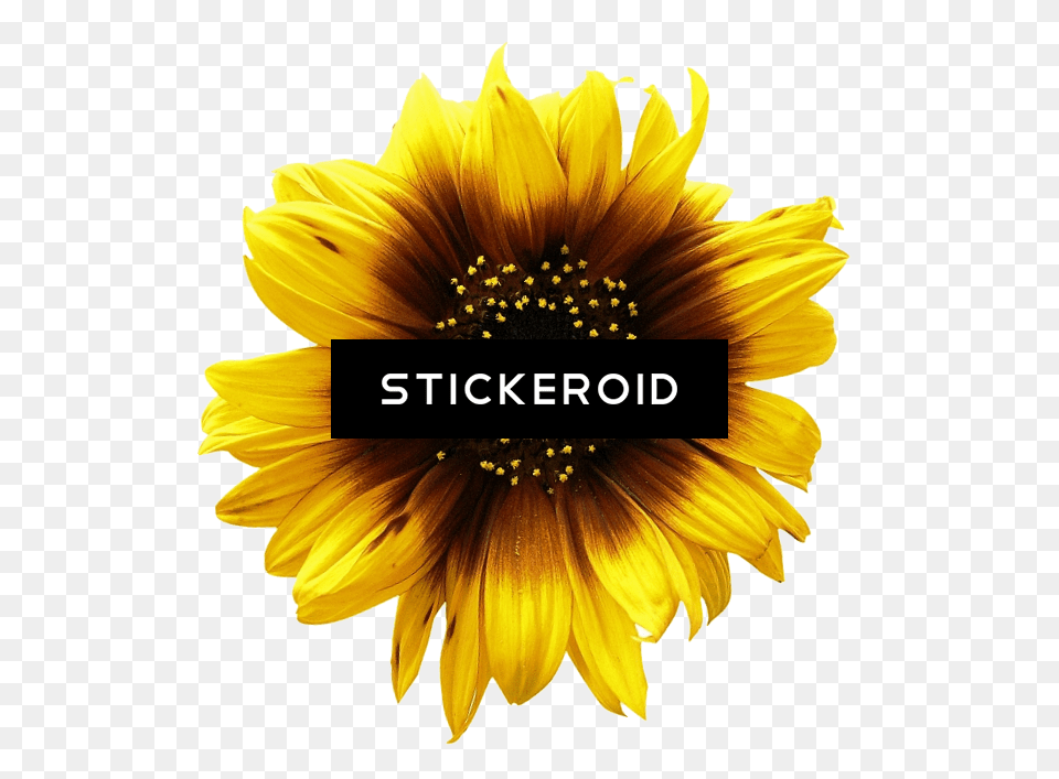Transparent Sunflower Clipart No Background Duke Nukem Forever Box Art, Flower, Plant Free Png Download
