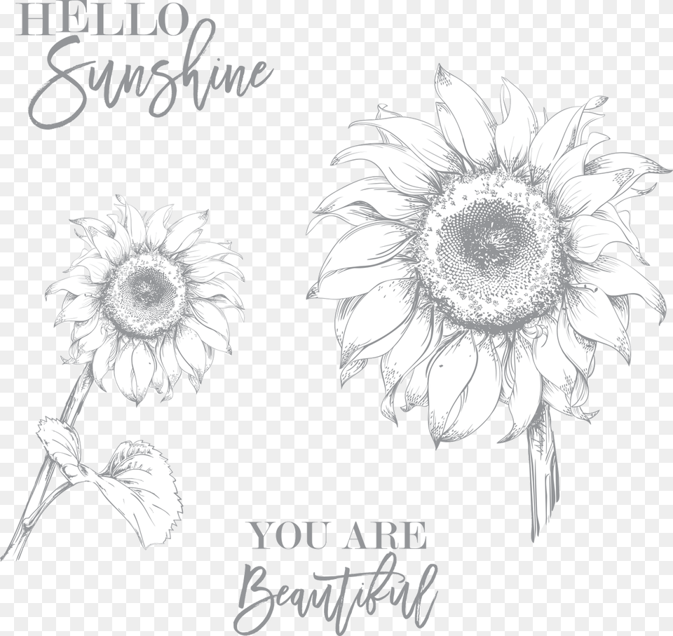 Transparent Sunflower Drawing, Flower, Plant, Daisy, Art Png