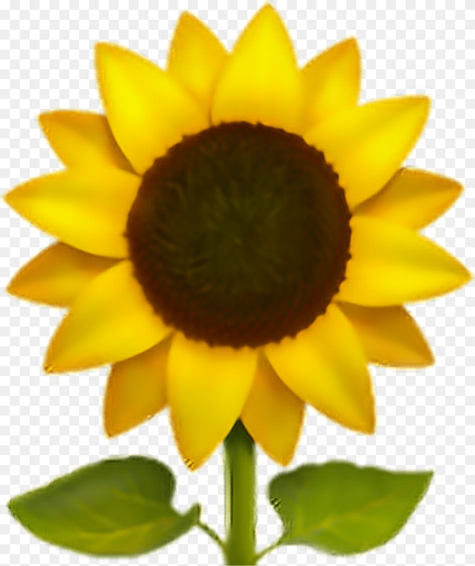 Transparent Sunflower Emoji, Flower, Plant, Rose Free Png Download
