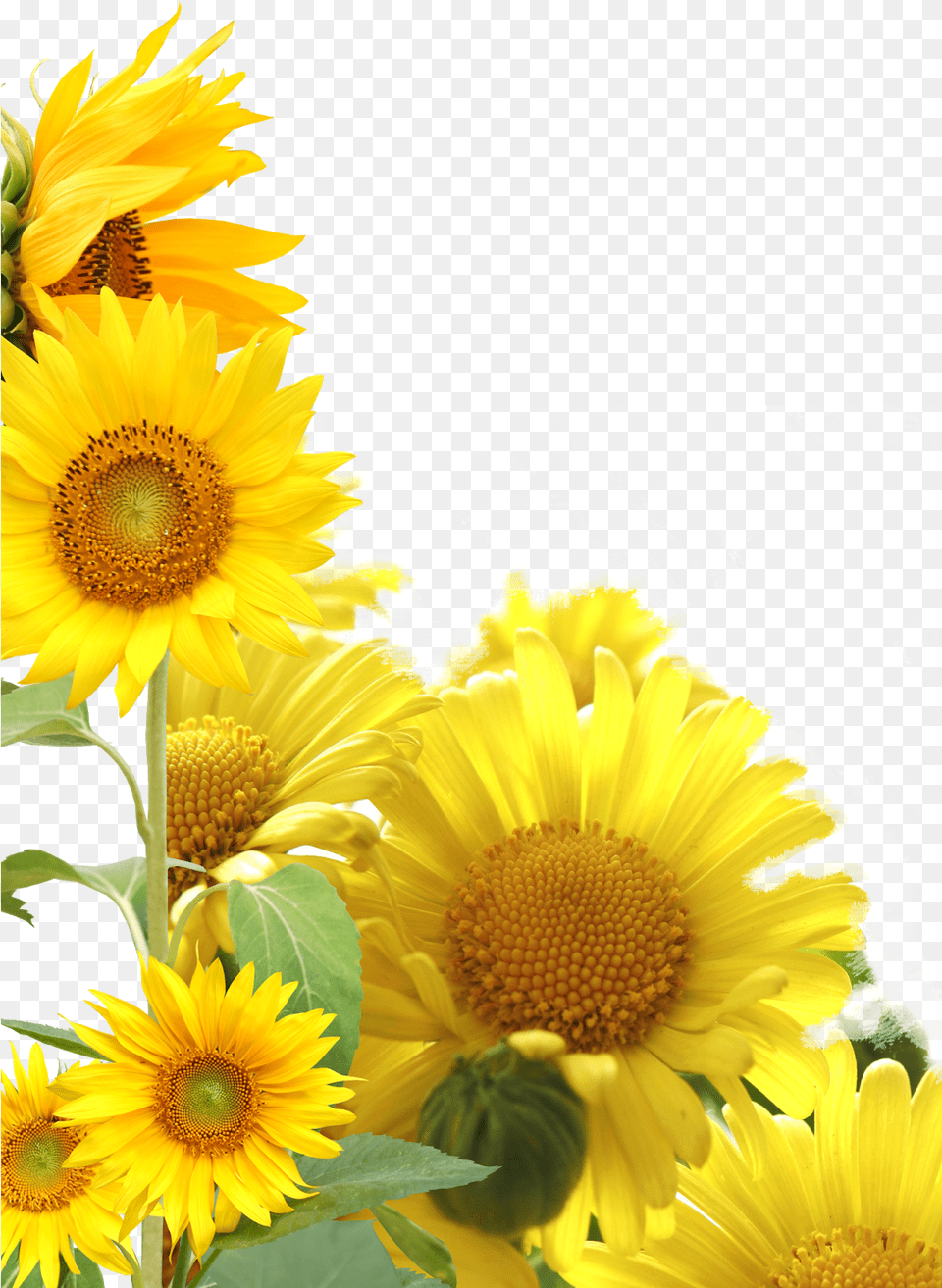 Transparent Sunflower Frame Sunflower Photo Frame, Flower, Plant, Daisy Png