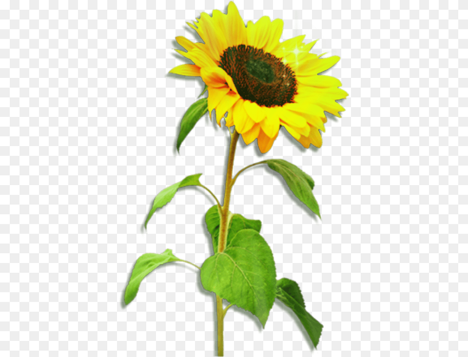 Transparent Sunlight Effect One Sunflower, Flower, Plant Free Png