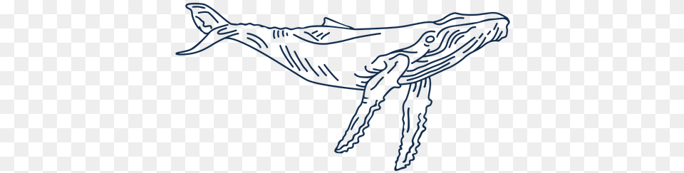 Transparent Svg Vector File Baleen Whale, Knot Png Image