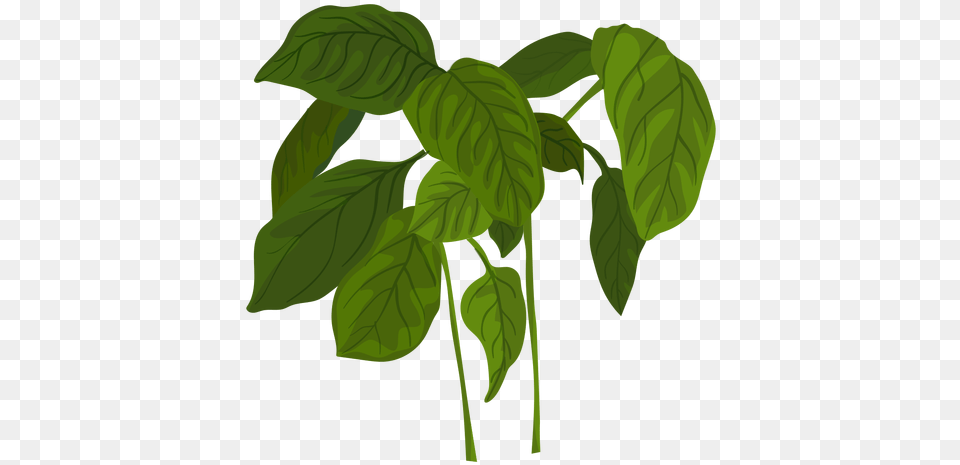 Transparent Svg Vector File Basil Transparent, Green, Leaf, Plant, Herbal Png
