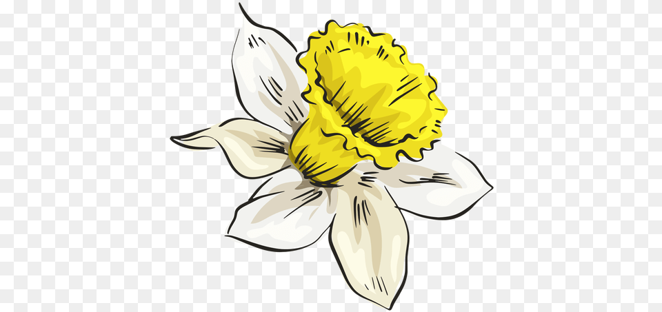 Transparent Svg Vector File Calochortus, Daffodil, Flower, Plant, Person Png