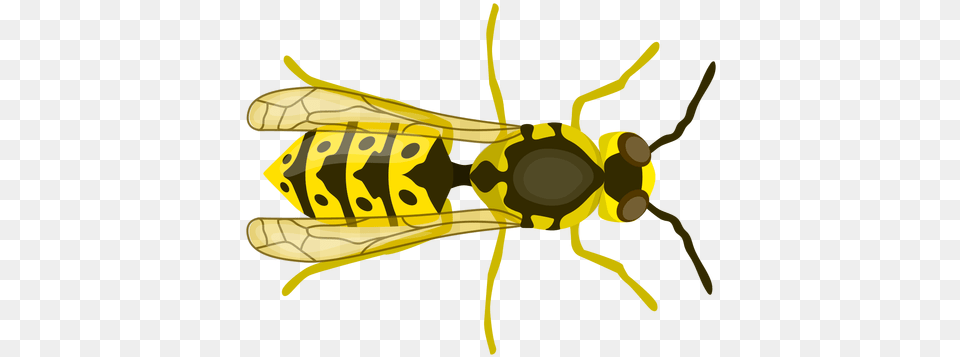 Transparent Svg Vector File Insects, Animal, Bee, Insect, Invertebrate Png Image