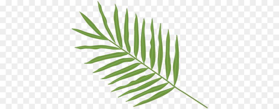 Svg Vector File Palm Tree Leaf Types, Plant, Fern Free Transparent Png