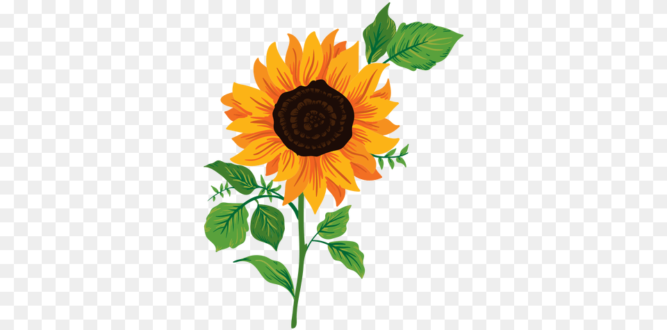 Transparent Svg Vector File Sunflower Illustration, Flower, Plant Free Png Download